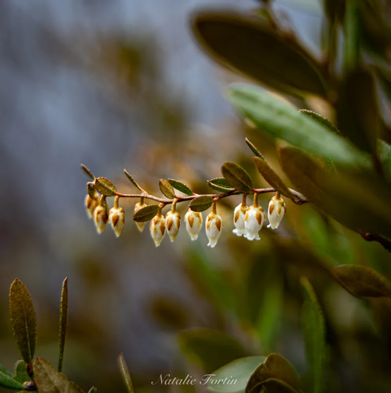 A row of small white bell-shaped flowers hanging beneath a leafy branch, soft blue-green background.