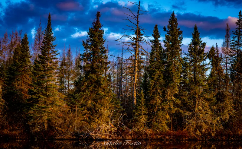 A stand of spruce trees lit warm by low evening sun against a deep blue, cloud-streaked sky.