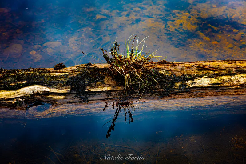 A weathered log lying across still water with a tuft of grass growing from it, mirrored on the surface.