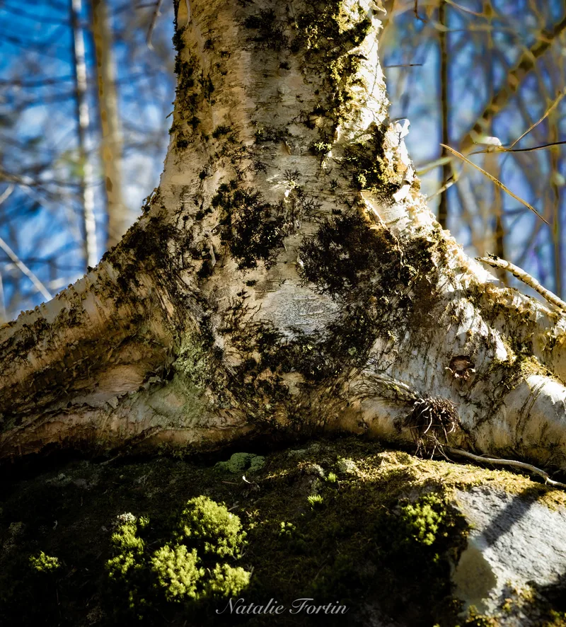 A white birch trunk rising from a moss-covered base, its peeling bark lit by sun against bare branches and blue sky.